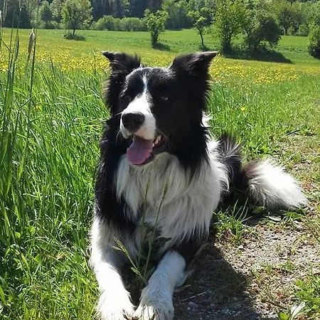 Grabner Vulgo Vorderbichl Bauernhof